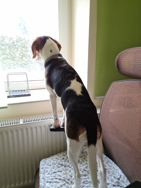 auftretendes Vorkommnis ankündigen oder der beste Tür,- Fenstersteher