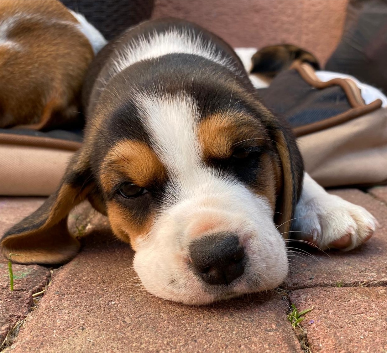 Beagle